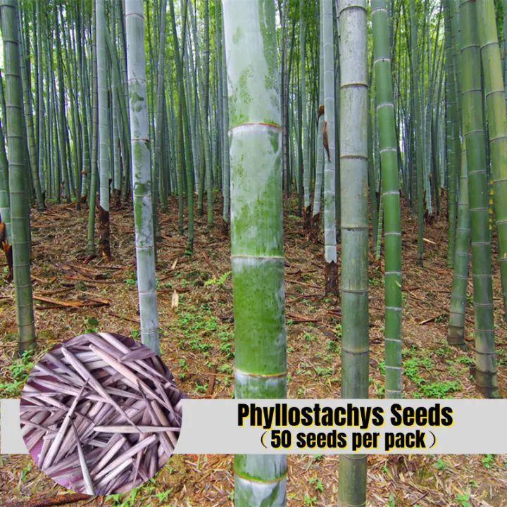 50pcs Phyllostachys Pubescens Seeds for Planting Moso Bamboo Plant Seed Biji Benih Pokok Hidup Bonsai