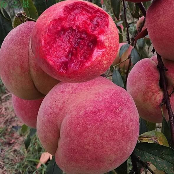 Peach seeds, fruit tree seeds 5seeds