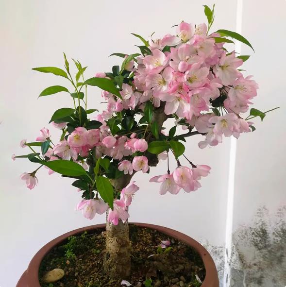 Cherry blossom seeds, forest tree seeds, flower seeds, 30 pieces set, easy to plant flower seeds