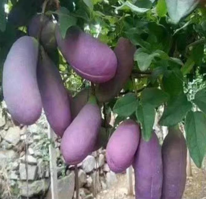 August melon seeds, planting vines in the courtyard, eating fruits, August melon, August fried cashew 50 seeds