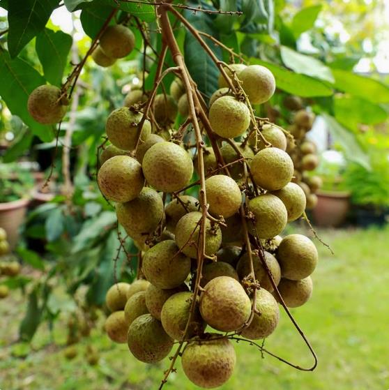 Longan seeds, potted fruit tree seeds, planted throughout the four seasons 10 seeds
