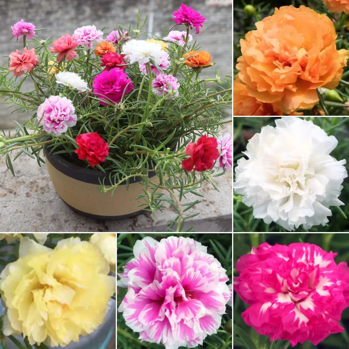 Sunflower seeds 1000pcs Beautiful Multi-Color Portulaca Seeds Mix Rose Japan Colour Seeds Flower Seeds Lotus Seed Indoor Plants