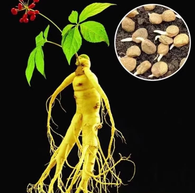 Ginseng Seeds Changbai Mountain Ginseng Seeds Four Seasons Balcony Courtyard Planting 10seeds