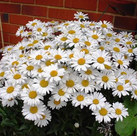 Dabin Chrysanthemum Seed Dwarf Pole Garden Landscape Flower Sea Courtyard Balcony Potted Flower Seeds 200seeds