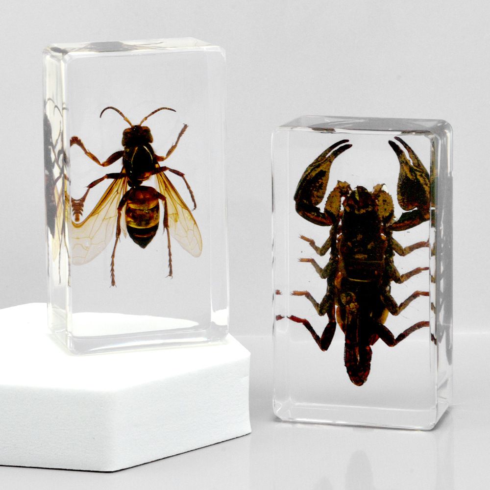 AUNONT Square Resin Insect Bookends Student Teaching Aids Taxidermy Amber Crafts Ornaments Handmade Drip Resin Insect Bookends Clear Amber Insect Taxidermy
