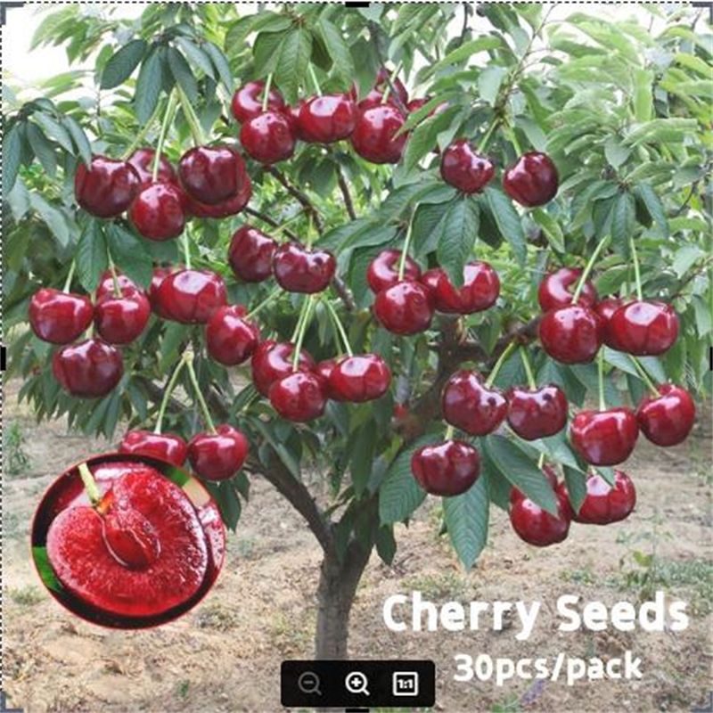 Fast Growing 30Pcs Cherry Seeds for Sale Sweet and Delicious Tropical Fruit Seeds for Planting