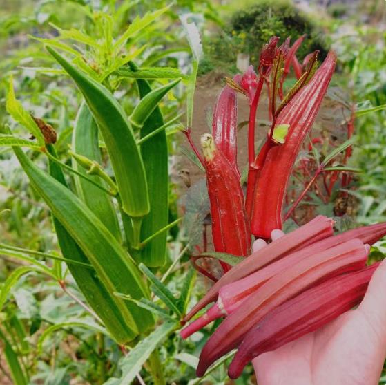 High Yield Smooth Green Okra Seeds for Planting Vegetable Plants (50 Seeds) biji benih F1 Hybrid Okra Seeds Vegetable Seed