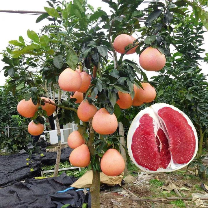 Mixed Variety Pomelo Seeds for Planting (30 Seeds/bag) Grapefruit Bonsai Fruit Tree Seeds Fresh Fruit Growing Seeds Potted
