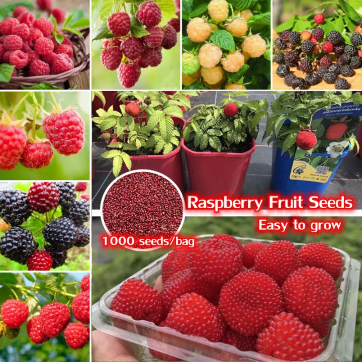 1000 Seeds Rare Delicious Raspberry Fruit Seeds for Planting Sweet Juicy Raspberries Home Garden Decoration Balcony Bonsai plant