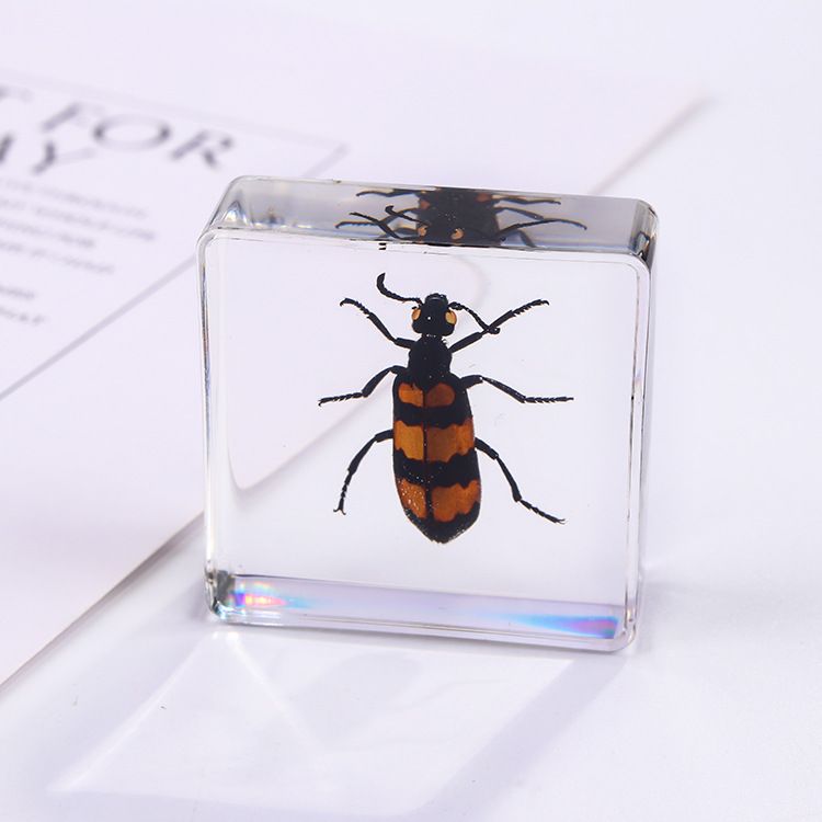 AUNONT Square Resin Insect Bookends Student Teaching Aids Taxidermy Amber Crafts Ornaments Handmade Drip Resin Insect Bookends Clear Amber Insect Taxidermy