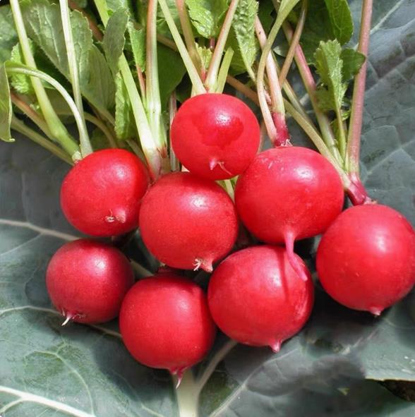 Cherry radish seeds, fruit radish seeds, vegetables, seasonal balcony potted red and white radish 200 seeds