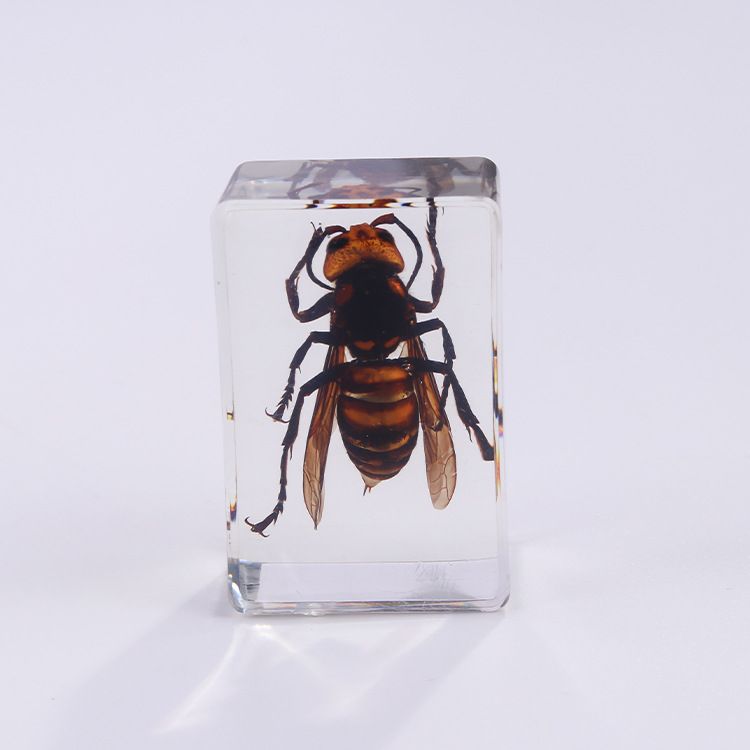 AUNONT Square Resin Insect Bookends Student Teaching Aids Taxidermy Amber Crafts Ornaments Handmade Drip Resin Insect Bookends Clear Amber Insect Taxidermy
