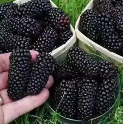 Rare 100seeds Red Mulberry Seed benih plants garden