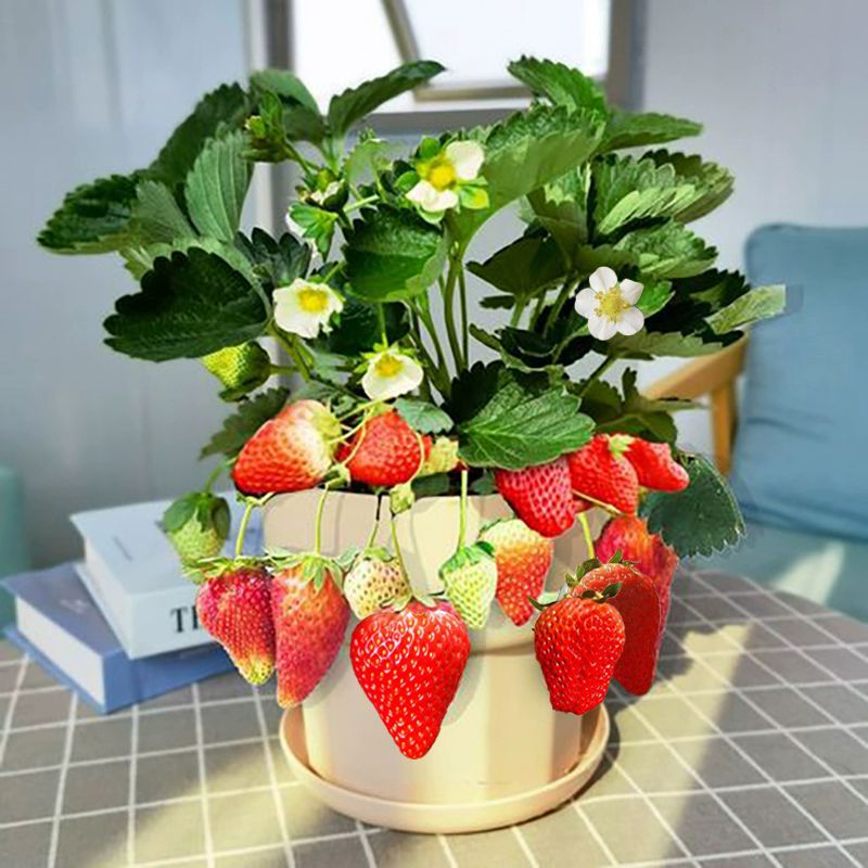 500 Pcs/pack Hybrid Strawberry Seeds for Planting Fruits Sweet Bonsai Fruit Seeds Biji Benih Buah Buahan Potted Fruit Plant