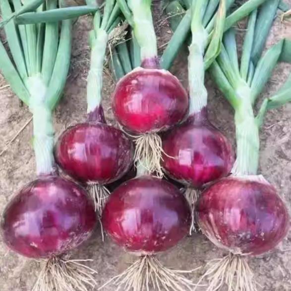 Onion seeds, purple onion, cold and heat resistant, planted in all seasons with 200 seeds