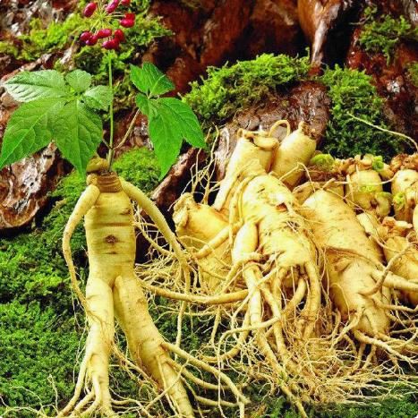 Ginseng Seeds Changbai Mountain Ginseng Seeds Four Seasons Balcony Courtyard Planting 30seeds