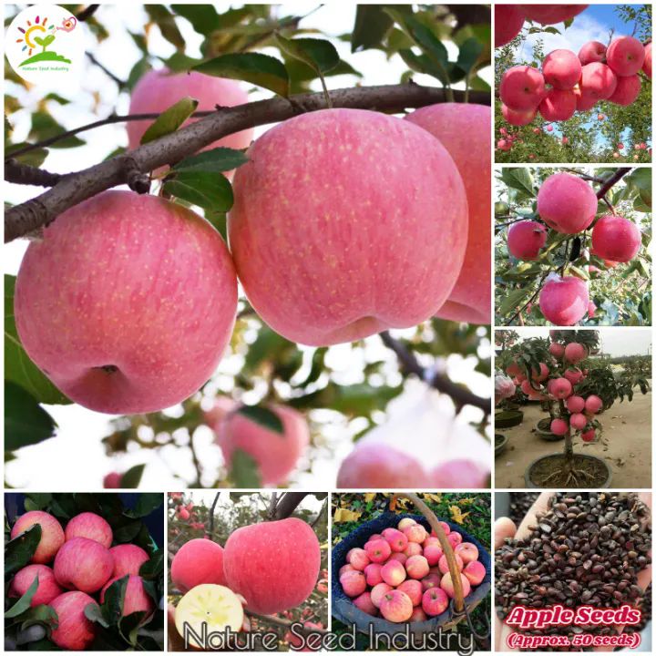 Apple tree seed (50 pieces/bag) Bonsai tree True seed Fruit tree seed Fresh fruit potted Indoor outdoor seed Fruit seed