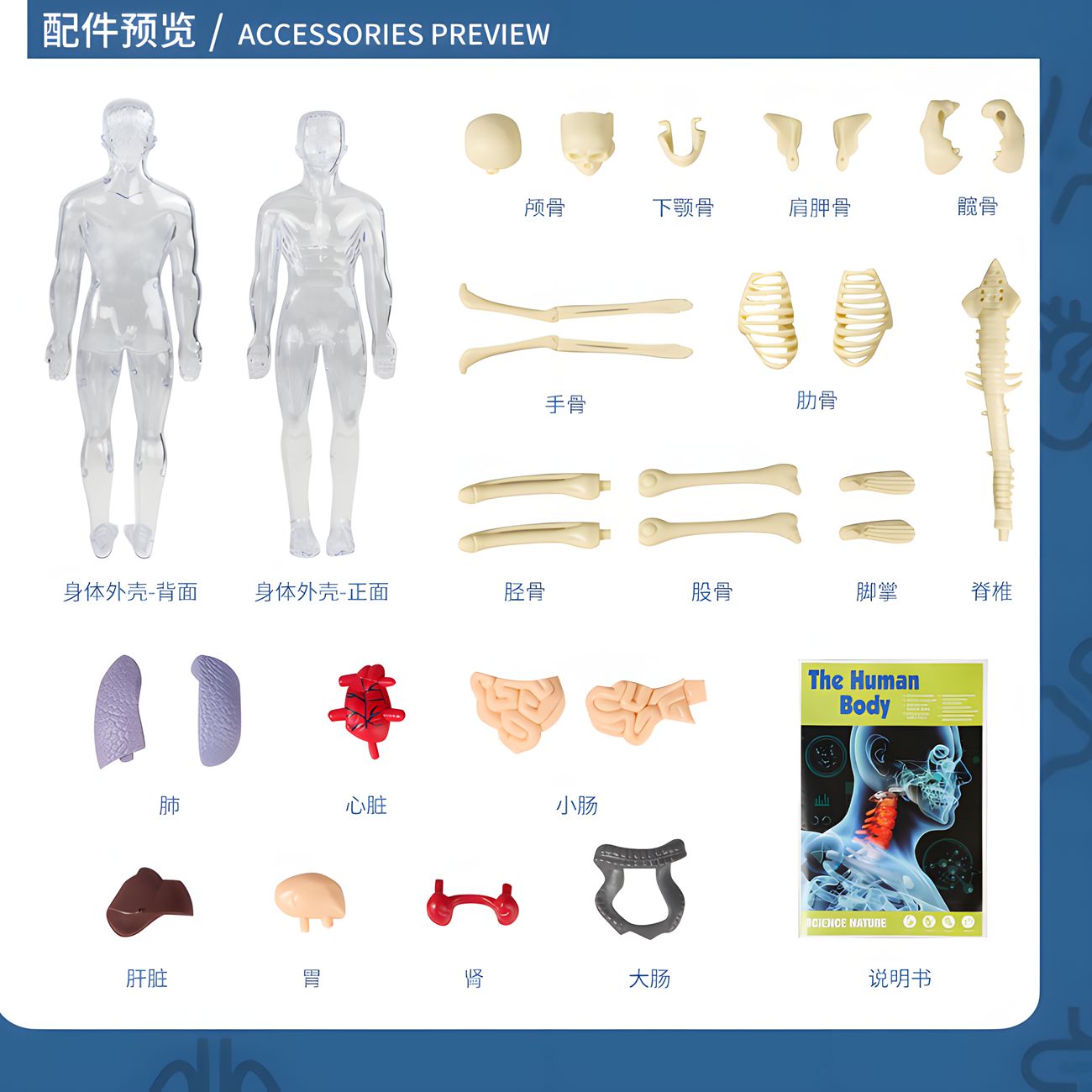 Children's early childhood toys to explore the human body life science laboratory organ model skeleton skeleton structure explosive models