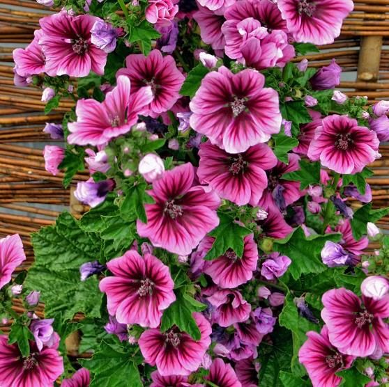 Four season sowing of mallow seeds, cold resistant and heat-resistant flower planting, potted courtyard seeds 100seeds