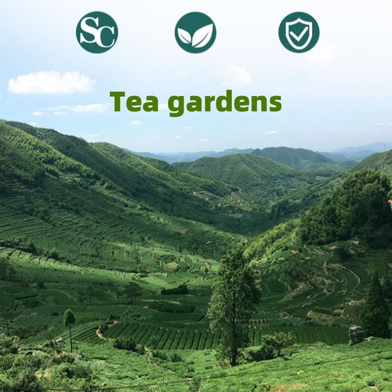 Chinese Tea High mountain green tea Bagged 100g CRRSHOP new tea Own tea gardens
