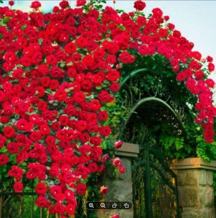 Mix Climbing Rose Seeds for Planting (200 seeds/bag） Biji Benih Bunga Mawar Flower Seeds for Gardening Rose Plant Seed Flowering