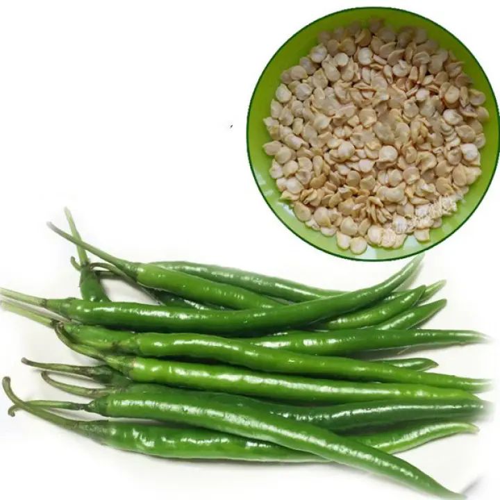150Pcs Green Long Chilli Seeds Organic Vegetable Long Hot Pepper Seeds Biji Benih Sayur Sayuran Flower Seeds