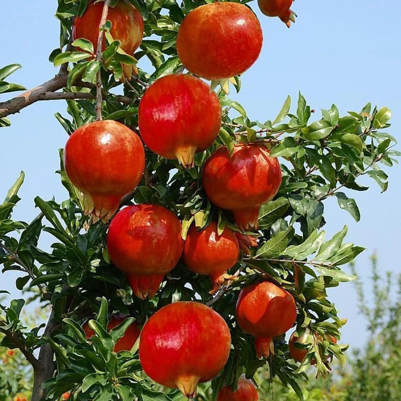 Seeds Delima Fruit Delima Crystal Bonsai Fruit Vegetables Flowers Balcony Home Page 100seeds