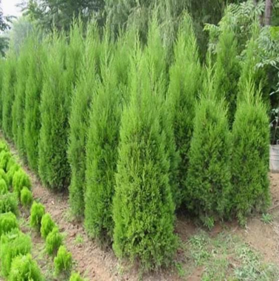 Cypress seeds, tree seeds, potted plants, courtyard planting, greening, fresh air 100seeds